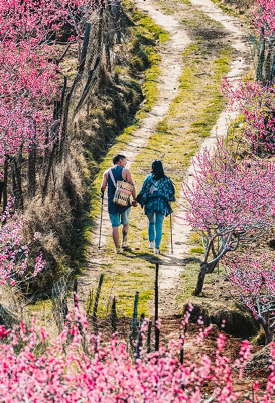 Strolling on a path amidst an orchard at LUX* Peach Valley