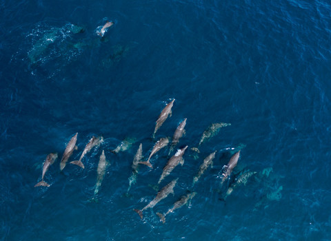 Swim with dolphins