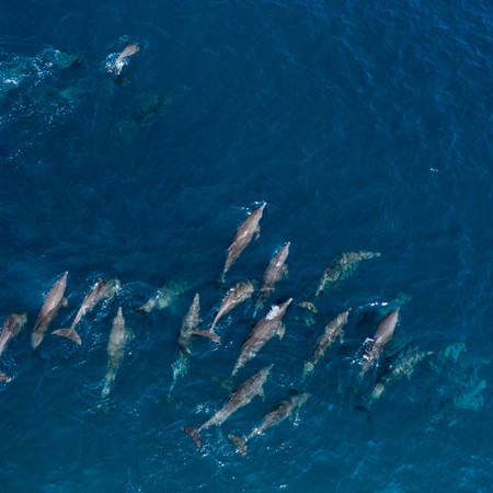 nage avec les dauphins