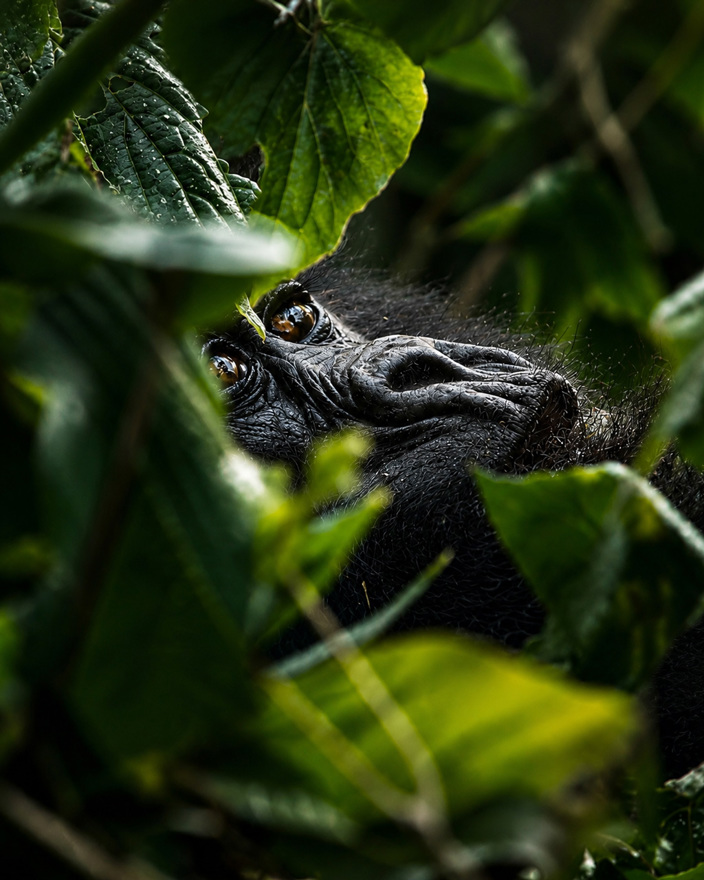 RWANDA GORILLA