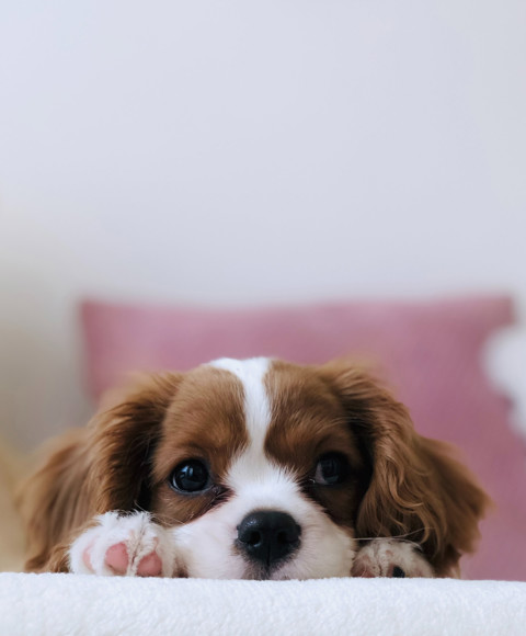 Beds for Pets