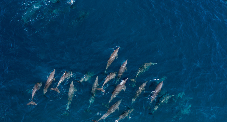 Swim with dolphins
