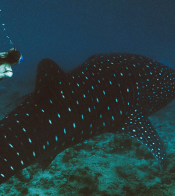 le-requin-baleine-avec-notre-biologiste-marin