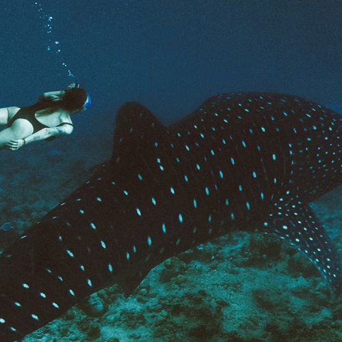Whale Shark Trip with a Marine Biologist