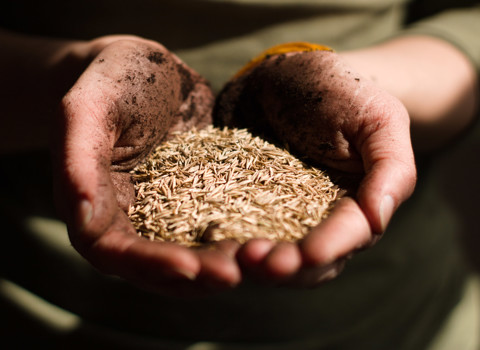 Green Waste to Wood Chips