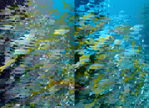 Partie de pêche