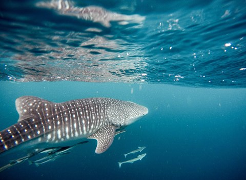 Единственное в мире круглогодичное место скопления китовых акул