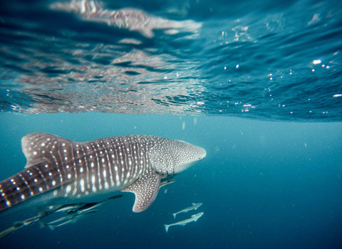 Le seul site de regroupement de requins-baleines au monde accessible toute l'année