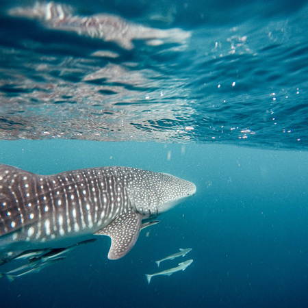 the world’s only year-round whale shark aggregation site