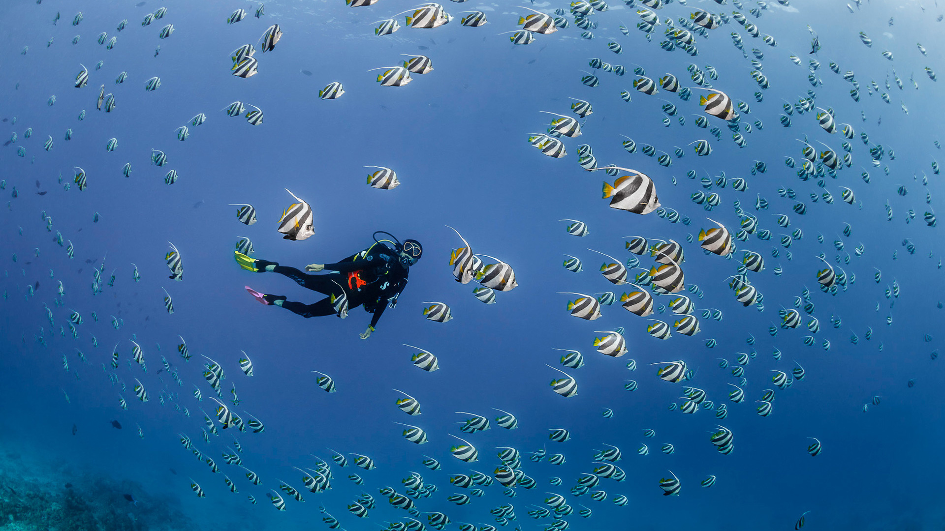 Open Water Dive at LUX* South Ari Atoll, Maldives