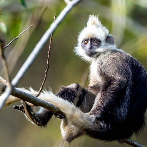 On the Trail of the White-headed Black Langur