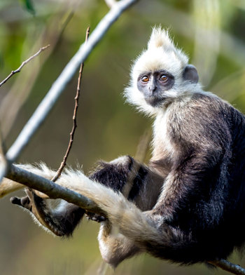 on-the-trail-of-the-white-headed-black-langur