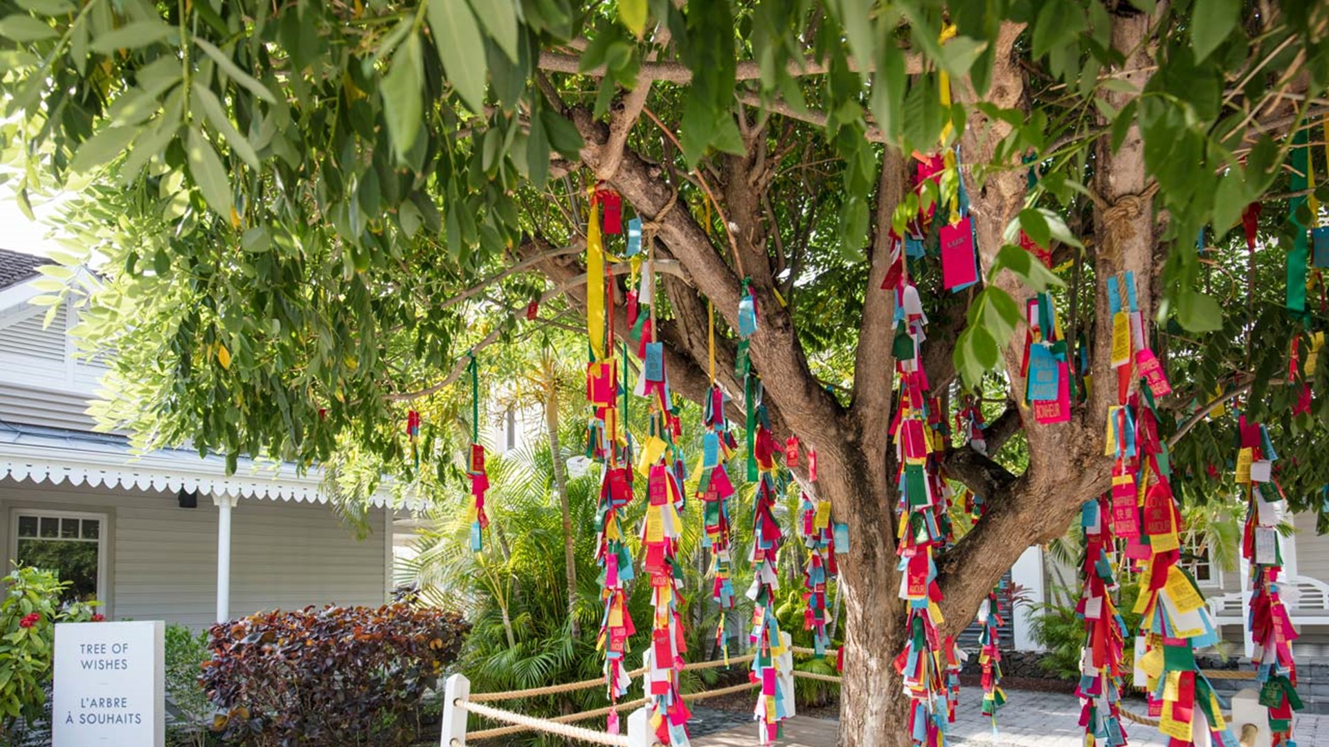 Tree of Wishes at LUX* Saint Gilles, Reunion Island