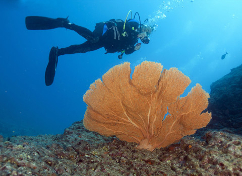 Coral Adoption