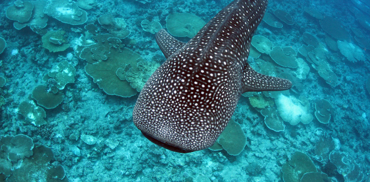 海洋生物学者とジンベエザメトリップ | LUX* South Ari Atoll