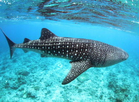 Care for the marine life