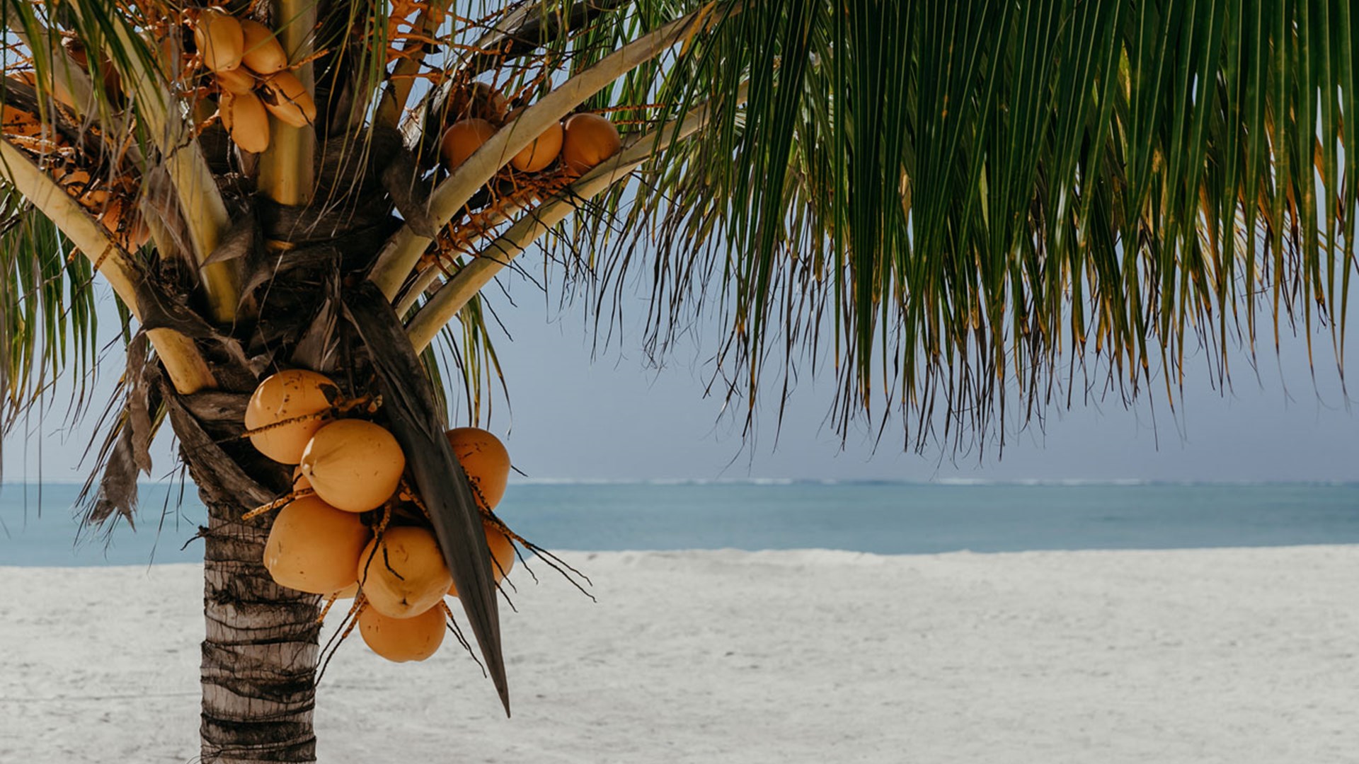 Coconut trees on the beach of LUX* Marijani