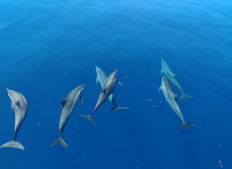 Biodiversity on land and under water