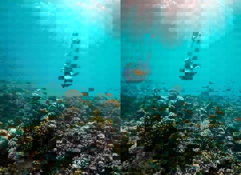 Snorkel
