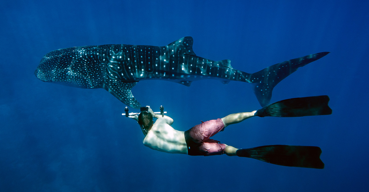 もにまるず　ジンベエザメ 海洋生物学者とジンベエザメトリップ | LUX* South Ari Atoll